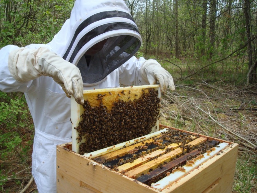 قیمت عسل خرید عسل طبیعی با کیفیت درجه یک با ضمانت و گواهی آزمایشگاهی
